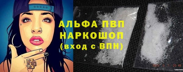 сатива Бородино
